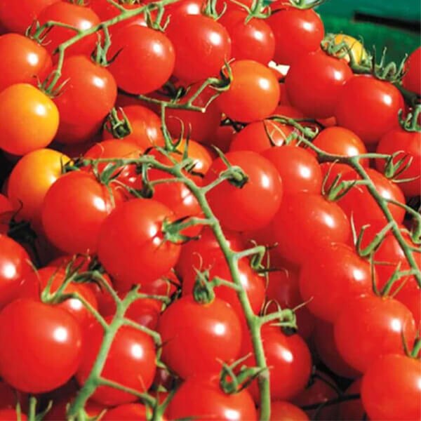 West Coast Seeds Cherry Tomato